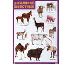 Плакат «Домашние животные», 500×690 мм